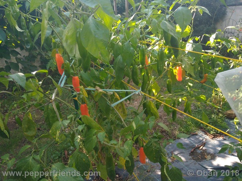 aji-amarillo_006_pianta_15.jpg