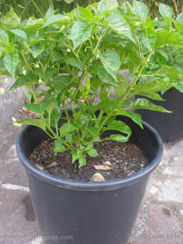 aji-mochero_002_pianta_003.JPG.54a3353dd7b9f4a1813d95dcfce7d35a.JPG