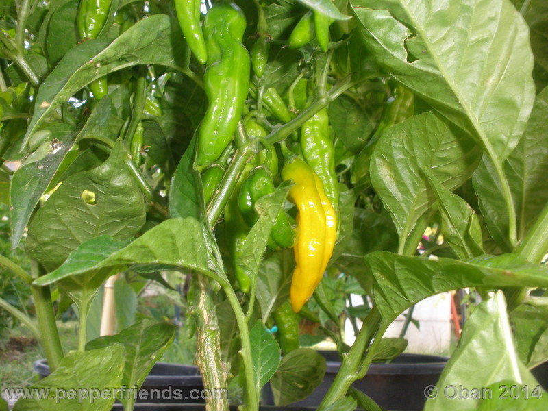 aji-mochero_002_pianta_009.JPG.a01cf988e1569302066cf90b338cf128.JPG