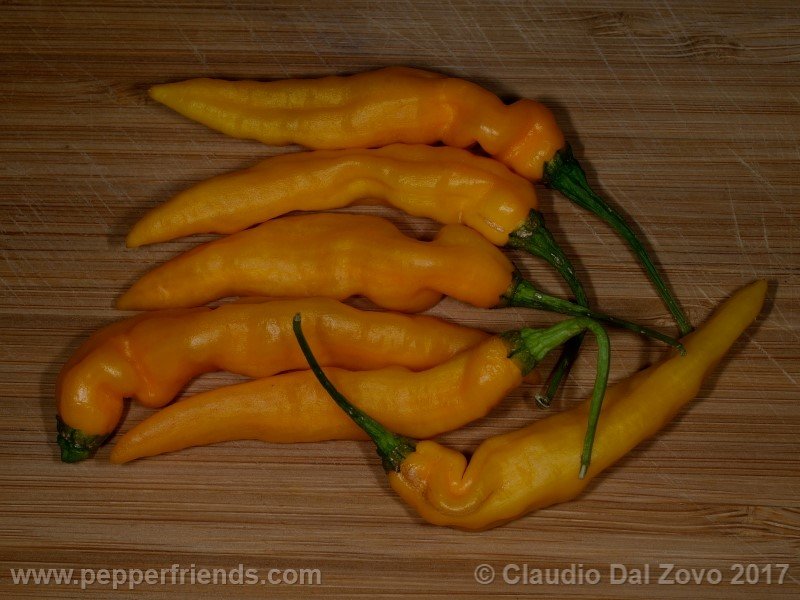 aji-mochero_003_frutto_10.jpg