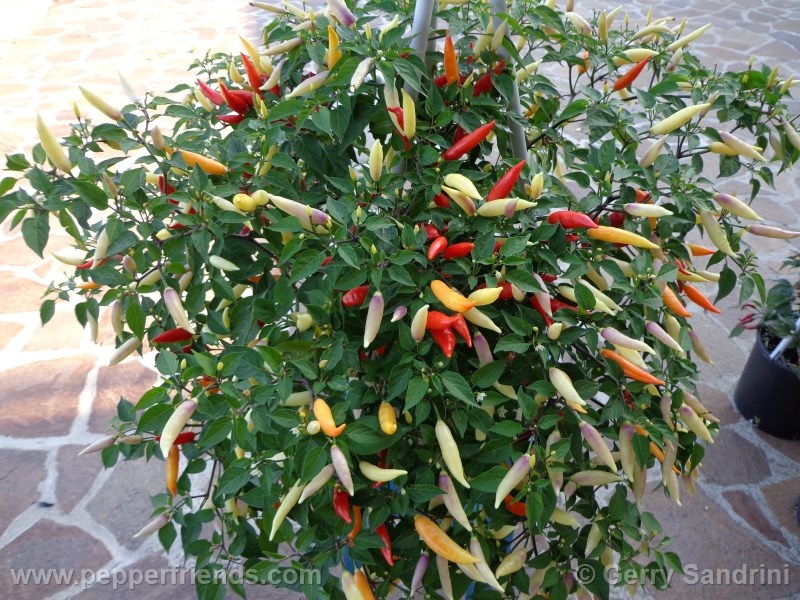 aji-omnicolor_002_frutto_02.jpg