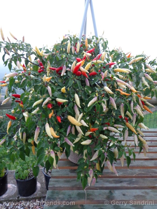 aji-omnicolor_002_frutto_06.jpg