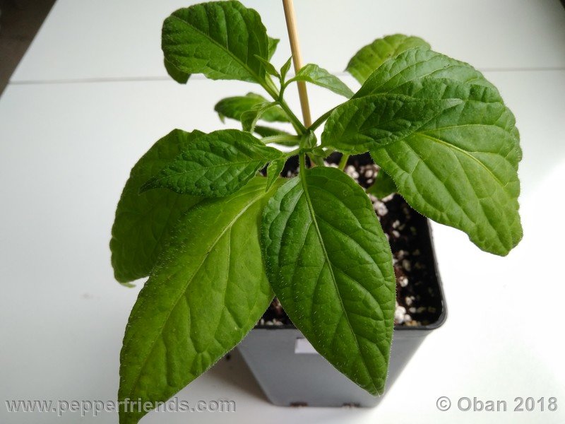 aji-rocoto-pi-355812_001_pianta_04.jpg