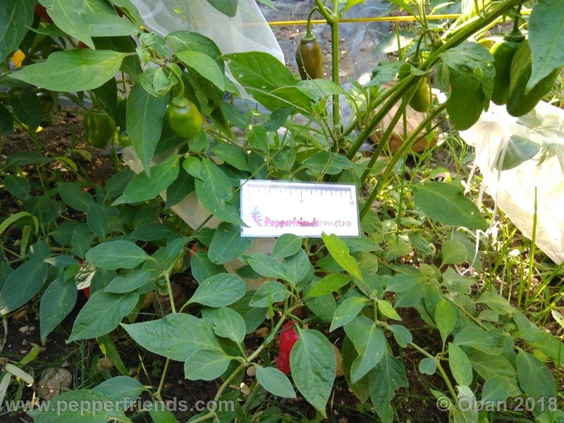 aji-rocoto-pi-355812_001_pianta_12.jpg