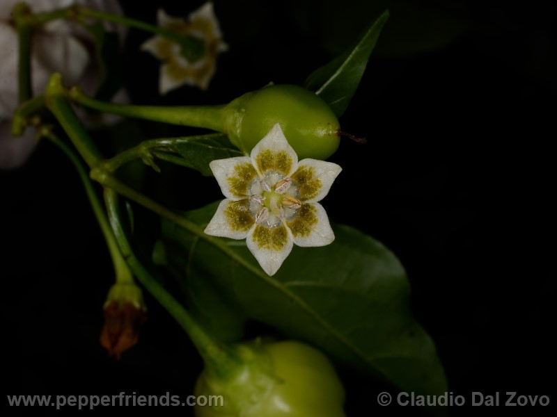 aji-rojo-pf_001_fiore_05.jpg