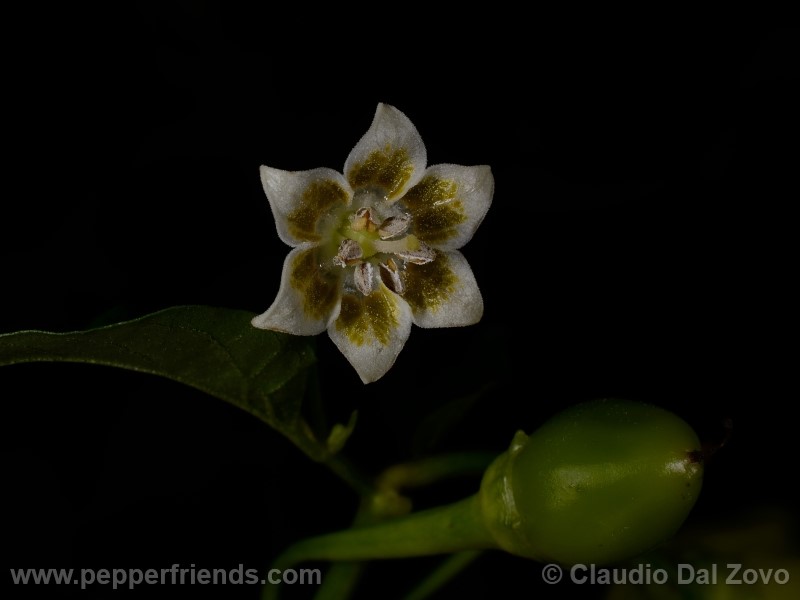 aji-rojo-pf_001_fiore_07.jpg