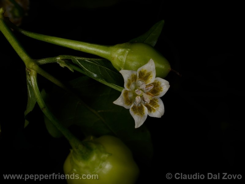 aji-rojo-pf_001_fiore_08.jpg