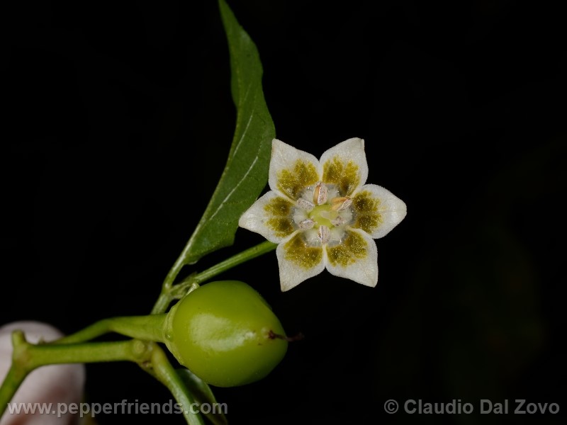 aji-rojo-pf_001_fiore_09.jpg