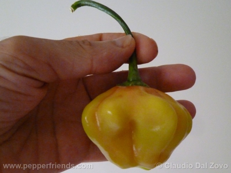 aji-rojo-pf_001_frutto_03.jpg