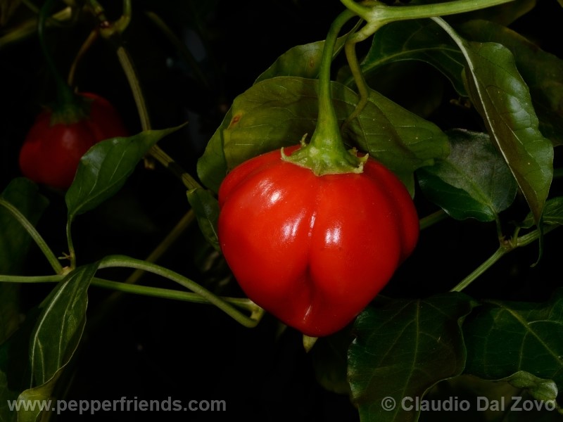 aji-rojo-pf_001_frutto_06.jpg