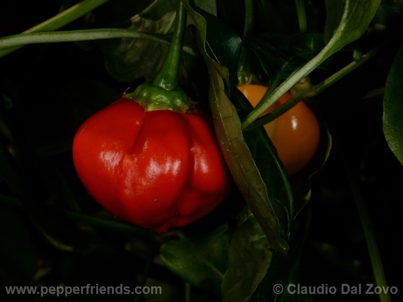 aji-rojo-pf_001_frutto_08.jpg