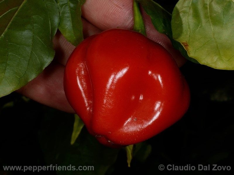 aji-rojo-pf_001_frutto_09.jpg