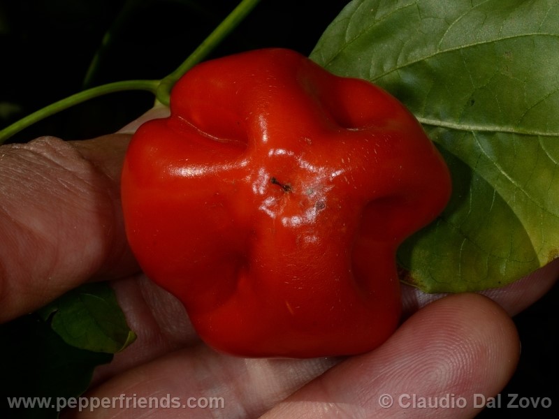 aji-rojo-pf_001_frutto_10.jpg