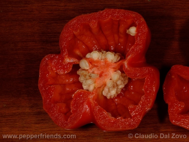 aji-rojo-pf_001_frutto_12.jpg