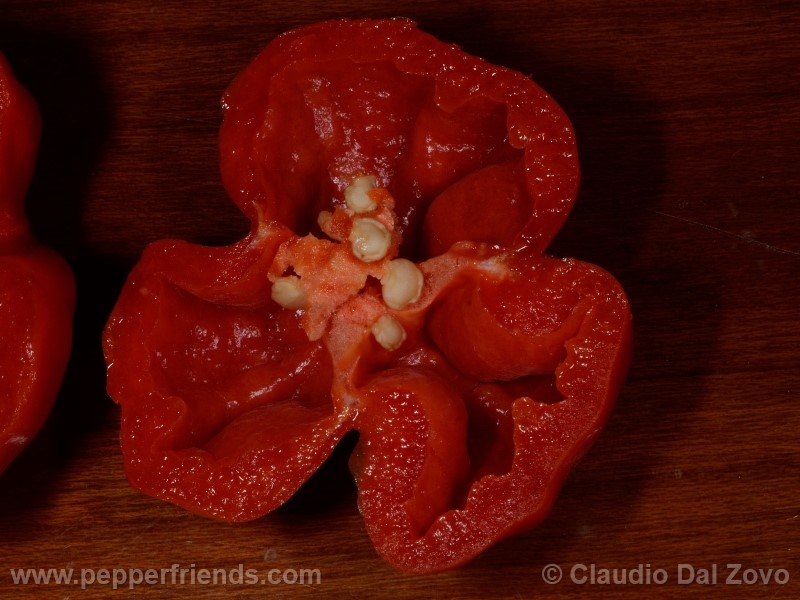 aji-rojo-pf_001_frutto_13.jpg