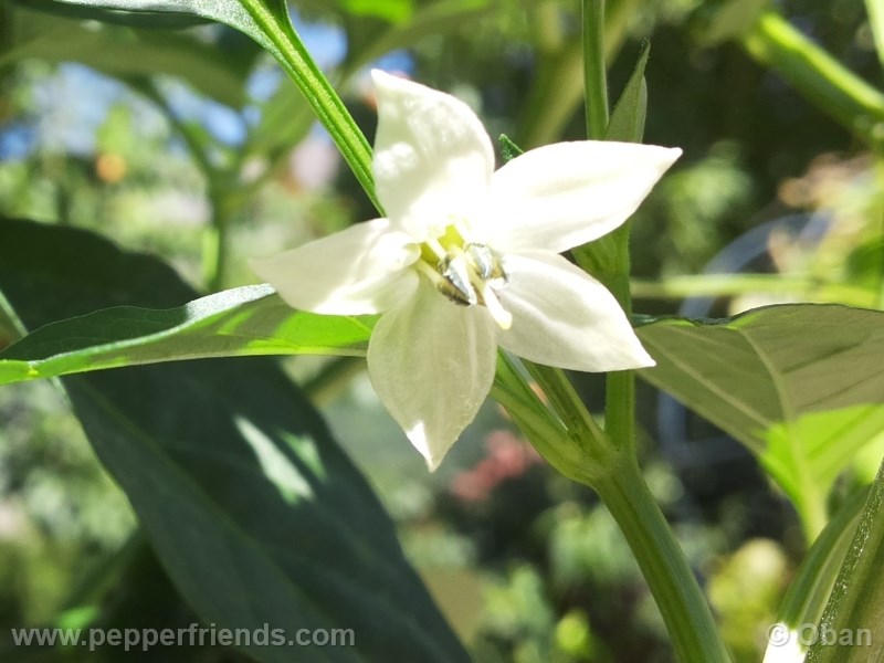 aleppo_001_fiore_02.jpg