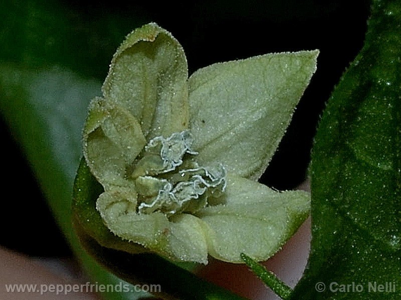 angkor-sunrise_001_fiore_05.jpg