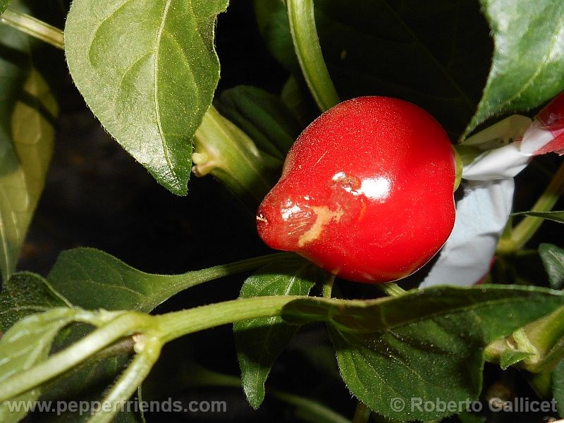 pimenta-barra-do-ribeiro_002_frutto_01.jpg