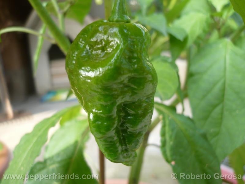 bhut-chocolate_002_frutto_02.jpg