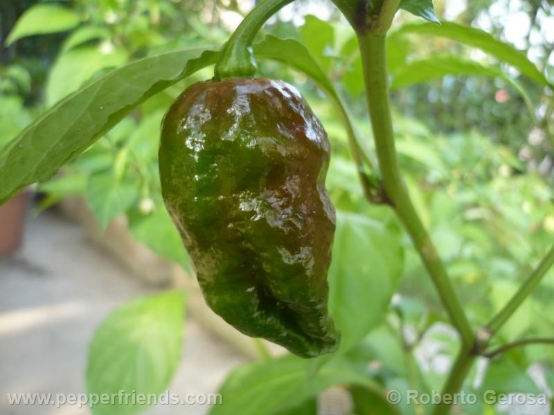 bhut-chocolate_002_frutto_03.jpg