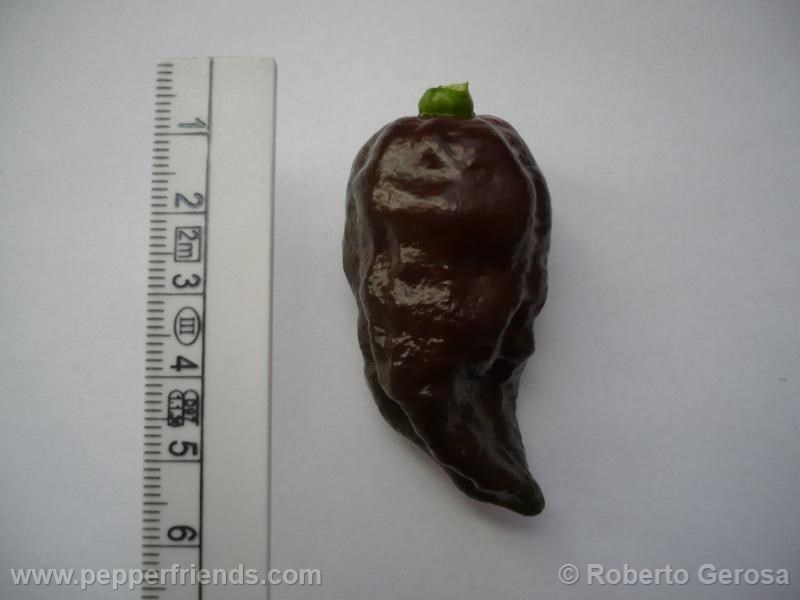 bhut-chocolate_002_frutto_04.jpg