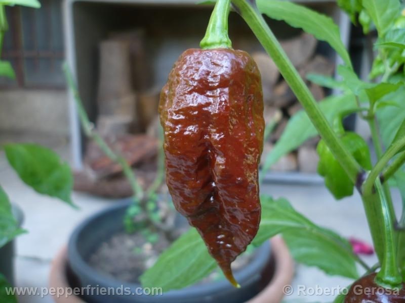 bhut-chocolate_002_frutto_05.jpg