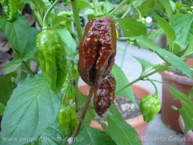 bhut-chocolate_002_frutto_06.jpg