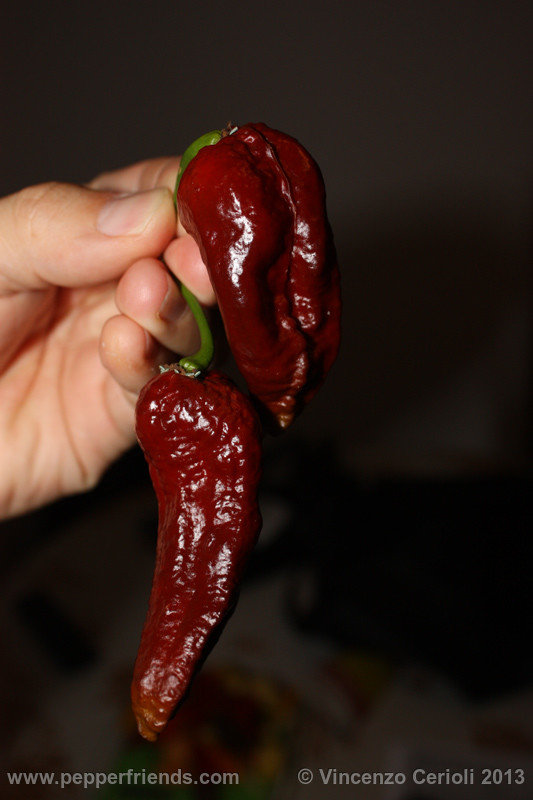 bhut-chocolate_004_bhut-jolokia-chocolate_004_frutto_01.jpg