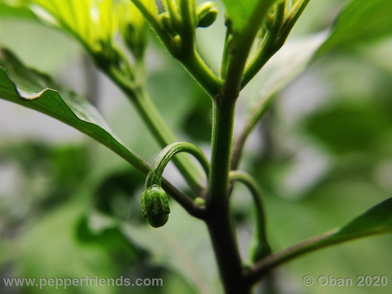 bhut-jolokia-chocolate_005_fiore_01.jpg