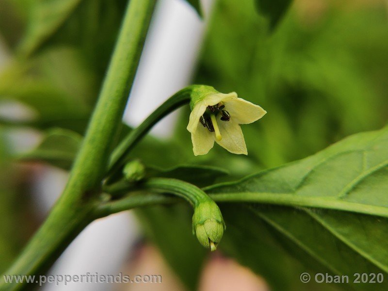 bhut-jolokia-chocolate_005_fiore_02.jpg