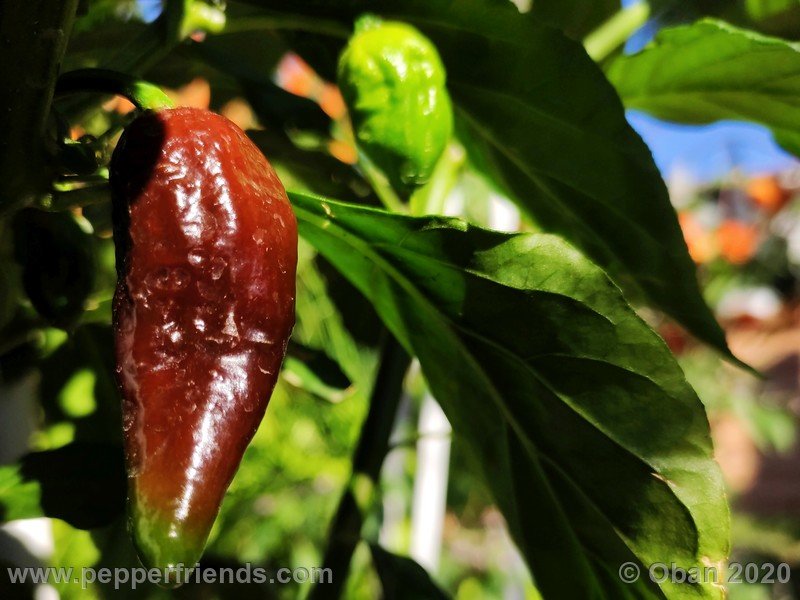 bhut-jolokia-chocolate_005_frutto_04.jpg