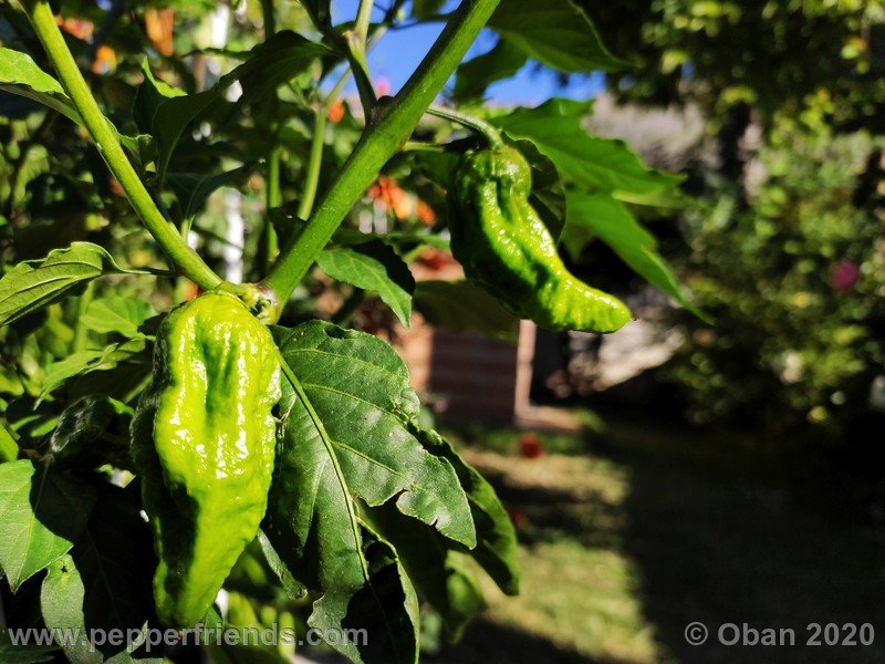 bhut-jolokia-chocolate_005_frutto_05.jpg