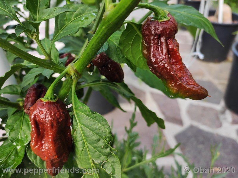 bhut-jolokia-chocolate_005_frutto_06.jpg