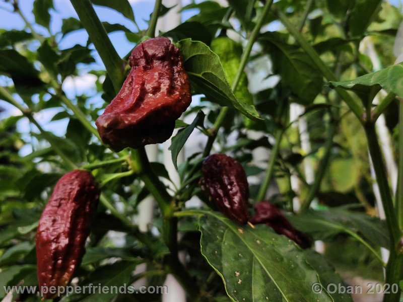 bhut-jolokia-chocolate_005_frutto_07.jpg