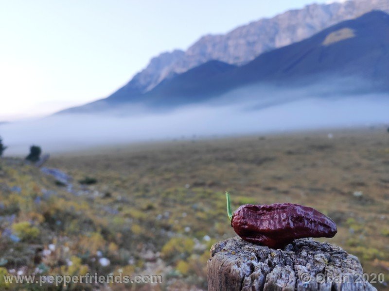 bhut-jolokia-chocolate_005_frutto_08.jpg