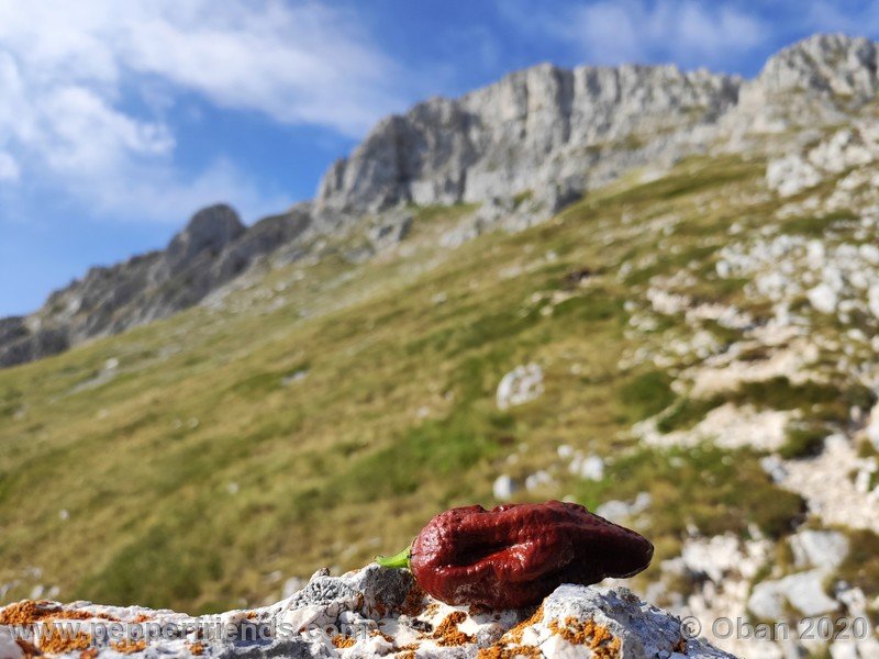 bhut-jolokia-chocolate_005_frutto_09.jpg