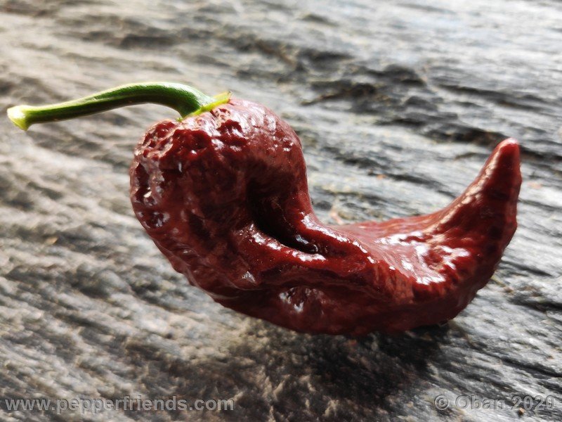 bhut-jolokia-chocolate_005_frutto_10.jpg