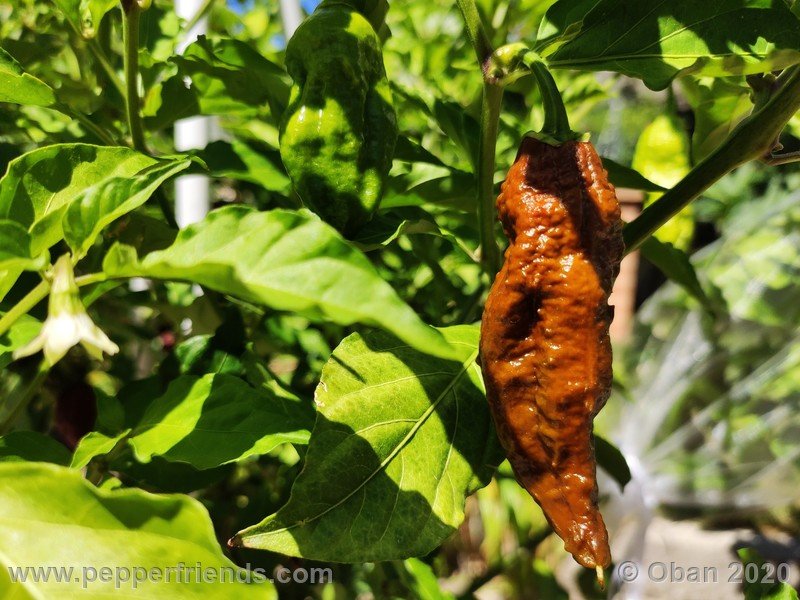 bhut-jolokia-chocolate_005_frutto_13.jpg