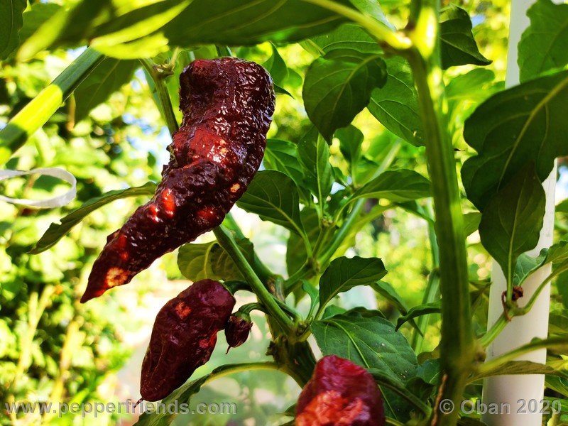 bhut-jolokia-chocolate_005_frutto_15.jpg