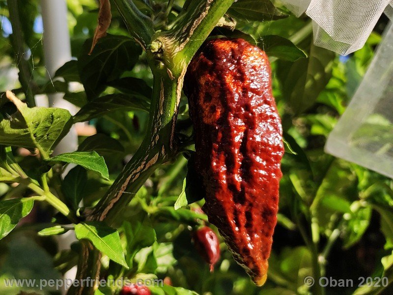 bhut-jolokia-chocolate_005_frutto_16.jpg