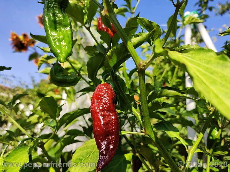 bhut-jolokia-chocolate_005_frutto_17.jpg