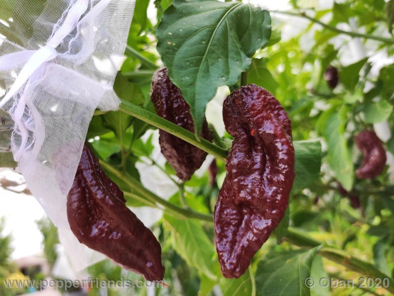 bhut-jolokia-chocolate_005_frutto_18.jpg