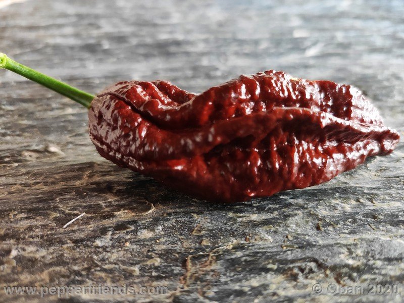 bhut-jolokia-chocolate_005_frutto_19.jpg