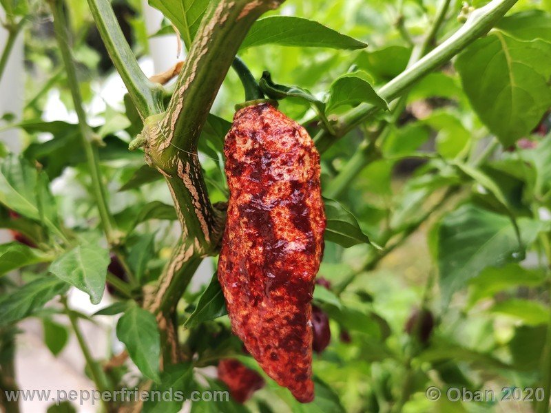 bhut-jolokia-chocolate_005_frutto_21.jpg