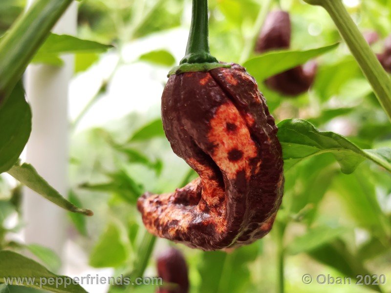 bhut-jolokia-chocolate_005_frutto_22.jpg