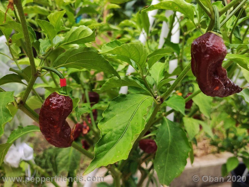 bhut-jolokia-chocolate_005_frutto_23.jpg