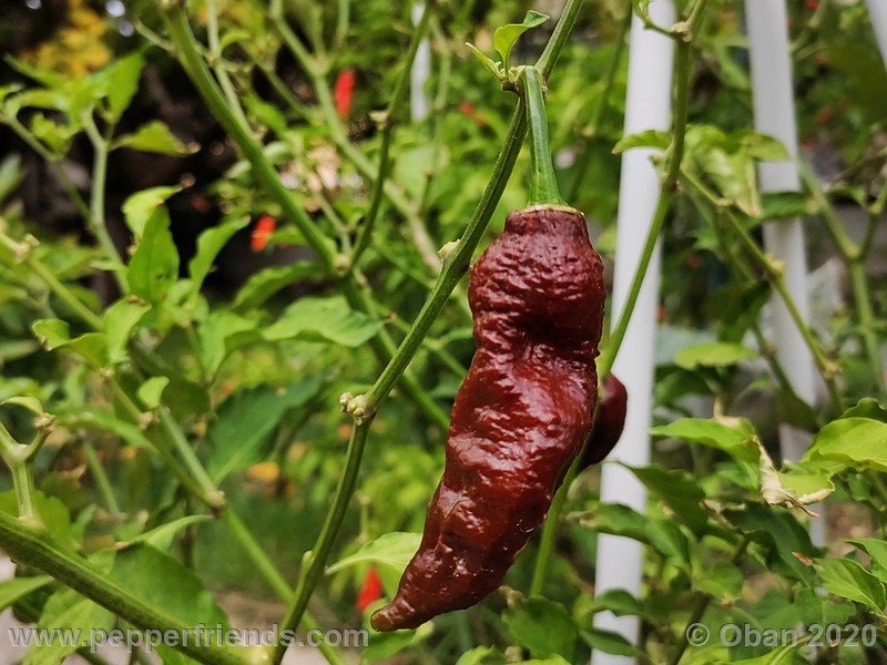 bhut-jolokia-chocolate_005_frutto_25.jpg