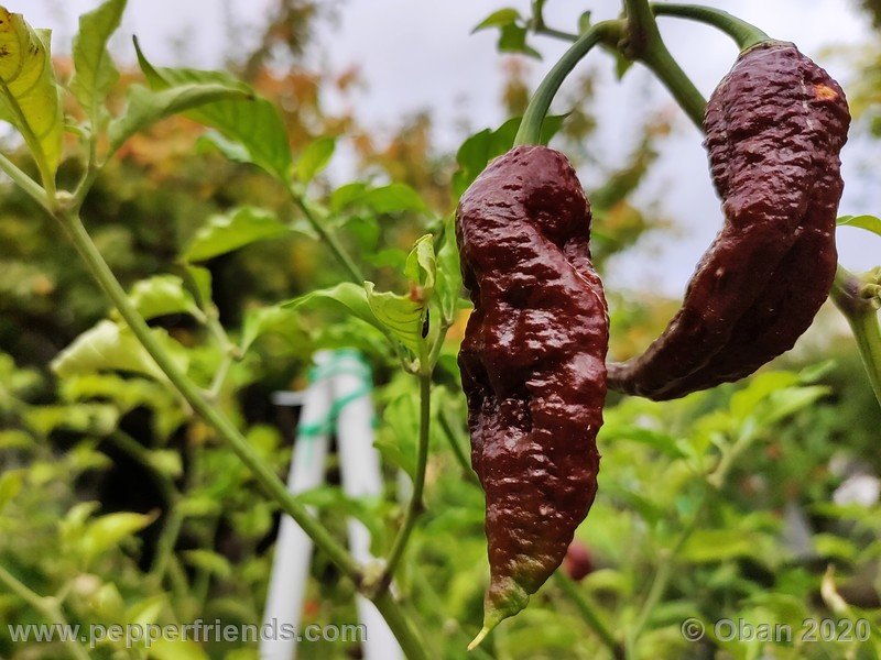 bhut-jolokia-chocolate_005_frutto_26.jpg