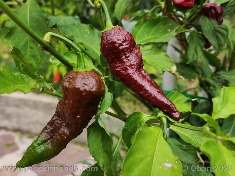 bhut-jolokia-chocolate_005_frutto_27.jpg