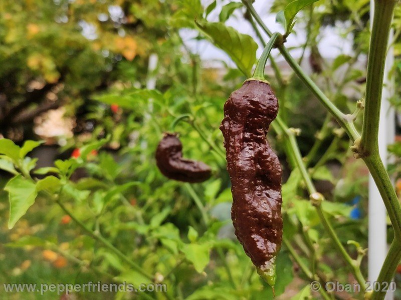 bhut-jolokia-chocolate_005_frutto_28.jpg